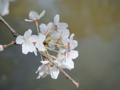 -武汉大学-樱园
