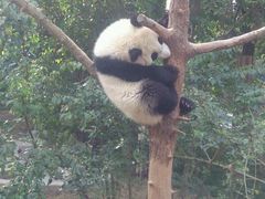 -成都大熊猫繁育研究基地