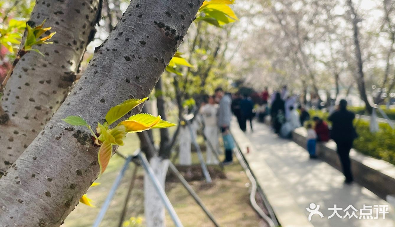 又是一年樱花季🌸