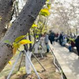 又是一年樱花季🌸