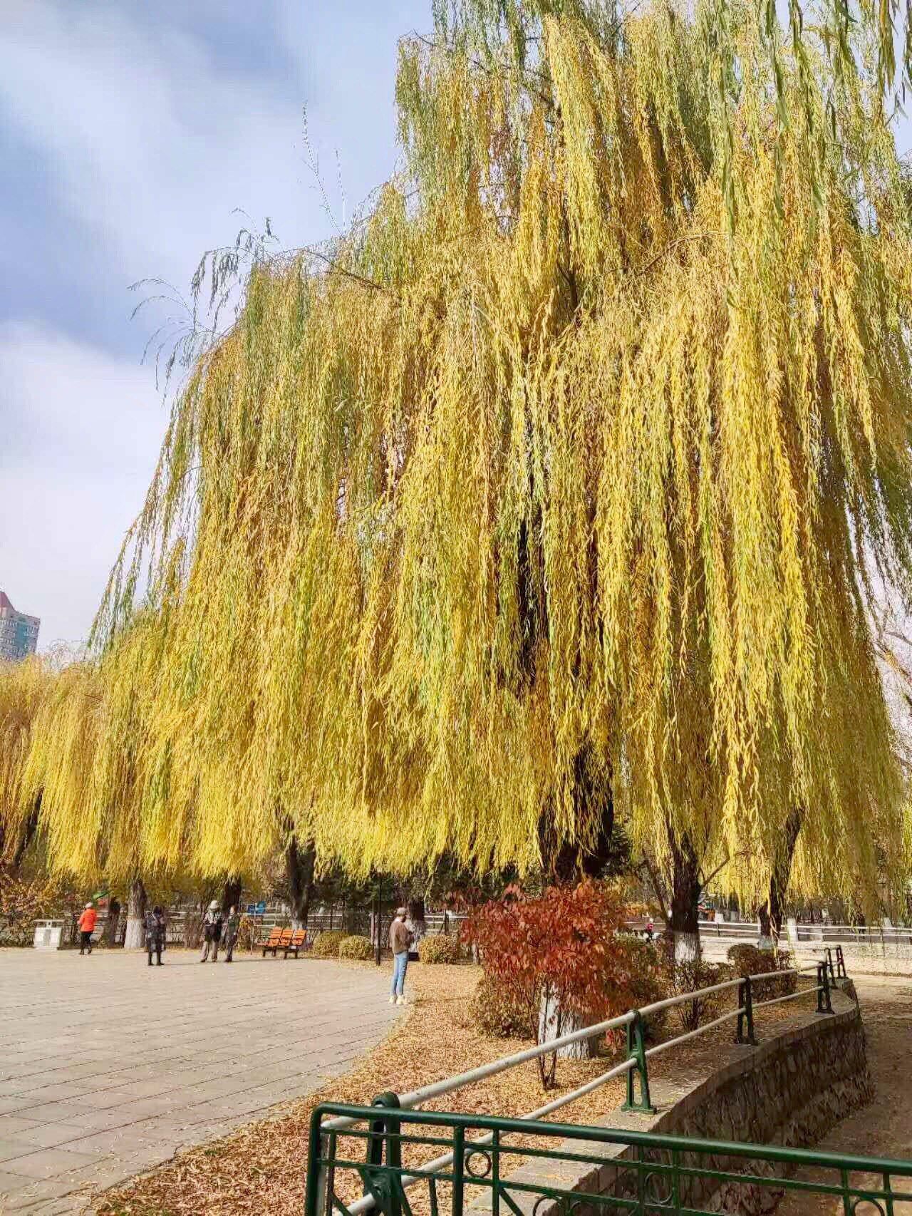 万条垂柳黄丝绦