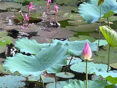 -荔湾湖公园