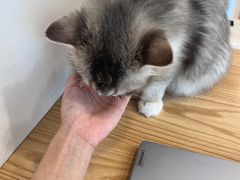 -有喵·猫咖·狗咖·30几只猫10只小狗(岗厦店)