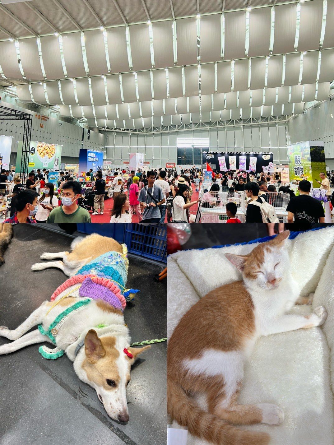 4潭州国际会展中心 有它展
果然无最差,只有更差
之前某次琶洲宠