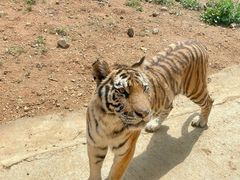 -贵州森林野生动物园