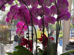-FEI FEI FLOWER鲜花店·气球派对·宝宝宴布置(虹口德必运动Loft店)