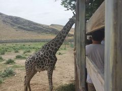 -新疆天山野生动物园