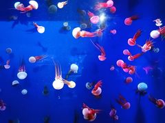 -成都浩海立方海洋公园