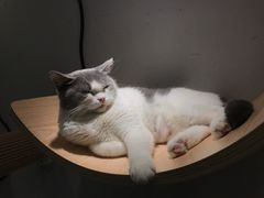 -飞行喵MR PILOT|猫舍·猫咖(静安大融城店)