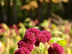 -黑龙江省森林植物园