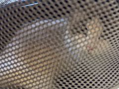-瑞派康怡24h宠物医院·犬猫医疗中心·微创绝育(瑞景分院)