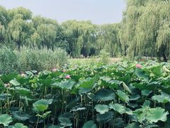 -古塔公园
