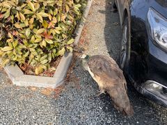 -观唐（国际）度假村温泉