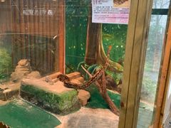 -上海大自然野生昆虫馆(东方明珠·爬宠昆虫探索中心)