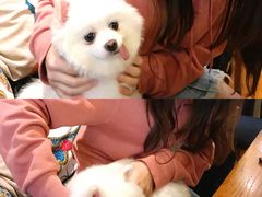 -more than meow吴止猫主题餐厅(承德 中船汇店)