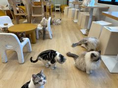 -有喵·猫咖·狗咖·30几只猫10只小狗(岗厦店)