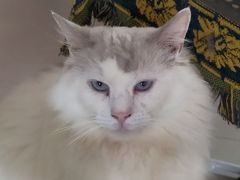 -平行世界·猫咖(首经贸店)