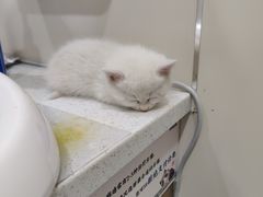 -萌兽医馆·犬猫专科·眼科中心·宠物医院(朝阳门分院)