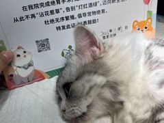 -守诺宠物医院·眼科· 神经外科·爬宠专科(虹口店)