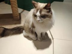 -飞行喵MR PILOT|猫舍·猫咖(静安大融城店)
