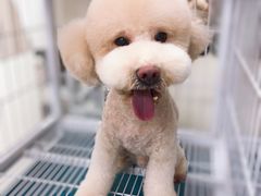 -小尾巴宠物店(万科·金域华庭店)