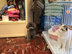 -多卡布奇宠物生活馆(上林世家店)