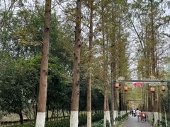 -合肥滨湖国家森林公园