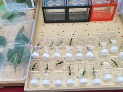 -中环花鸟鱼虫市场