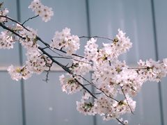 -龙美术馆(西岸馆)