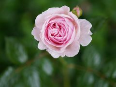 -鹅湖玫瑰文化园