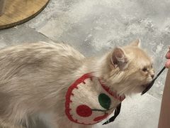 -楼上猫咖(罗湖店)