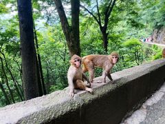 -黔灵山公园