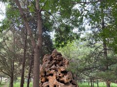 -森林公园(尖草坪区)