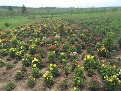 -北纬44度·金珠花海休闲农业旅游景区