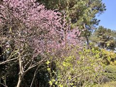 -铁山坪森林公园