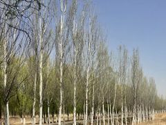 -东郊湿地公园