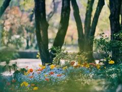 -上海共青森林公园