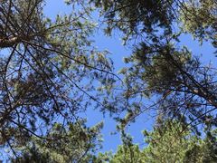 -帽儿山国家森林公园