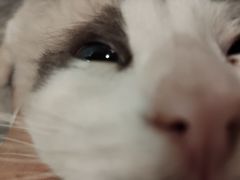 -楼上猫咖(罗湖店)