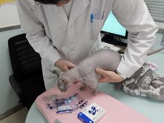 -宠福鑫康馨动物医院·骨科·眼科