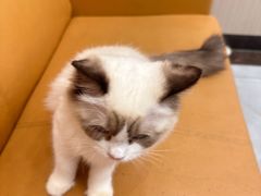 -瑞派宠物医院(搏威敦和院)