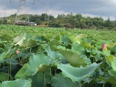 -上海市建平中学西校华城校区