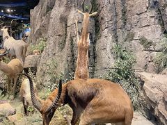 -陕西自然博物馆