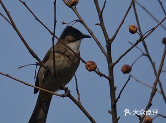 【既然早起天气好，那就安心打个鸟】