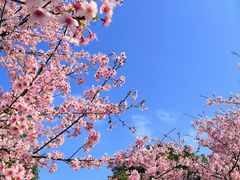 -顾村公园