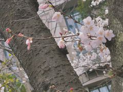 -武汉大学-樱园