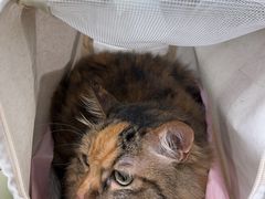 -凯特喵百思猫专科医院