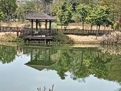 -王借岗森林公园