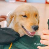 在这撸狗真是一种享受