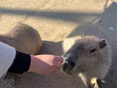 -合肥滨湖国家森林公园